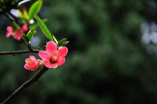 小葉海棠