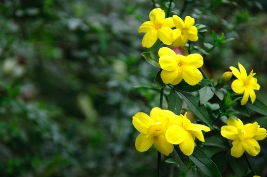 迎春花