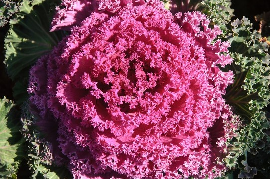 紫甘藍(lán)花