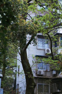 武大校園