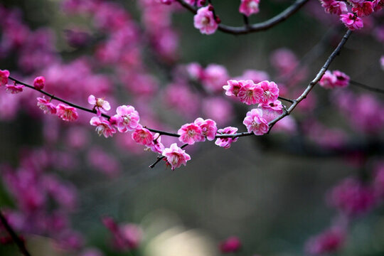 梅花 梅花樹