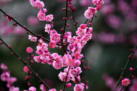 梅花 梅花樹(shù) 早春 春天