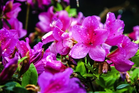 紫色杜鵑花