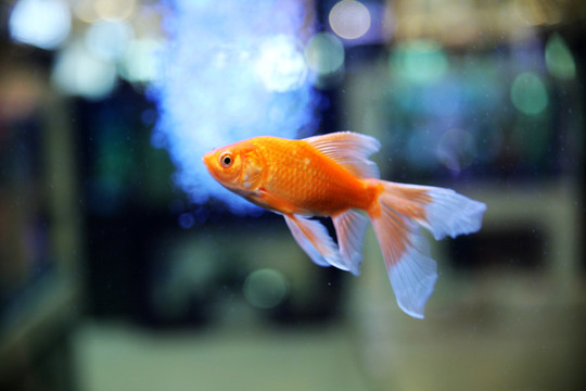 水族箱觀賞魚