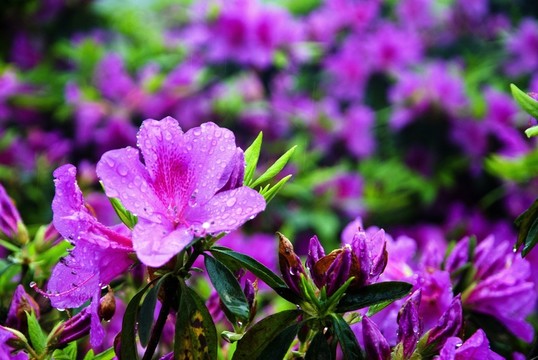 紫色杜鵑花