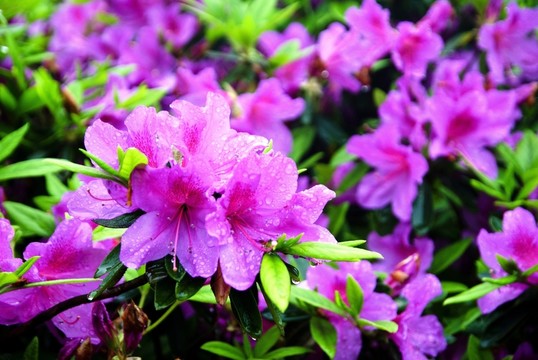 紫色杜鵑花