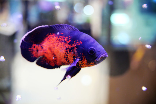 圖麗魚(yú)