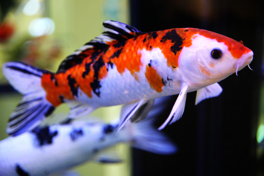 紅白錦鯉觀賞魚(yú)