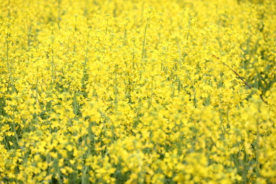 油菜花