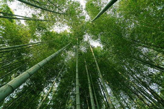 竹林 竹子 高清竹子