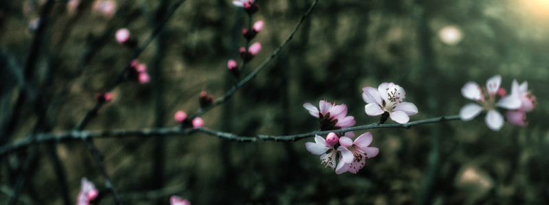 桃花