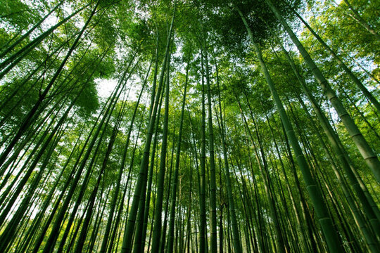 竹林