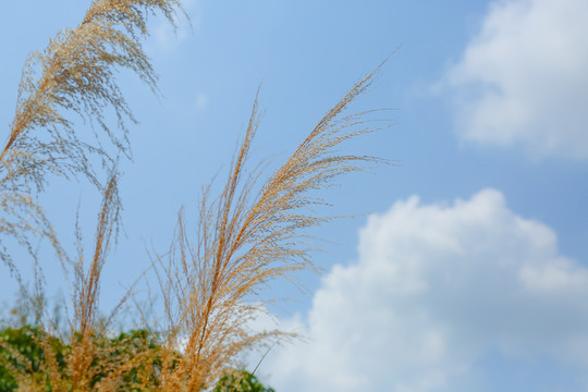 藍天白云 天空云彩
