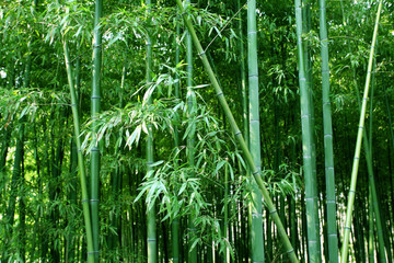 竹林 竹
