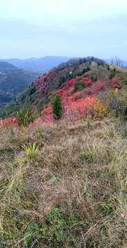 紅葉 遠(yuǎn)山 秦嶺 秋色 山巒
