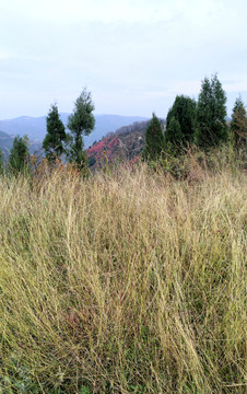 草叢 草甸 秦嶺 秋色 山巒