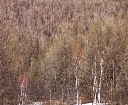 樹林