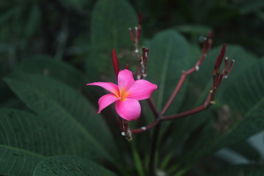 一枝獨(dú)秀小紅花