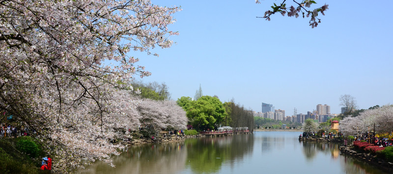櫻花