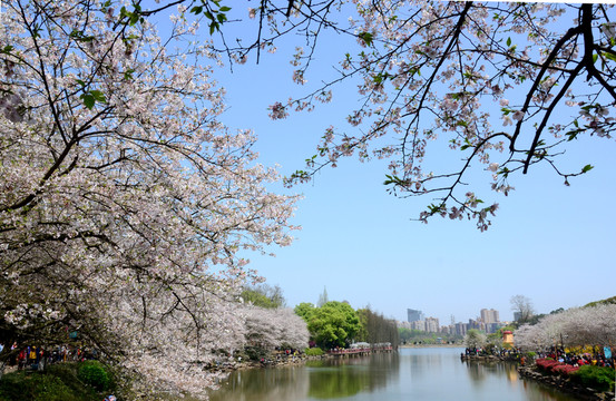 櫻花