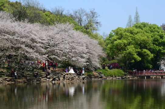 櫻花