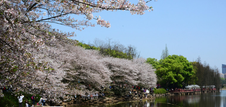櫻花
