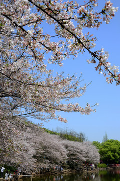 櫻花