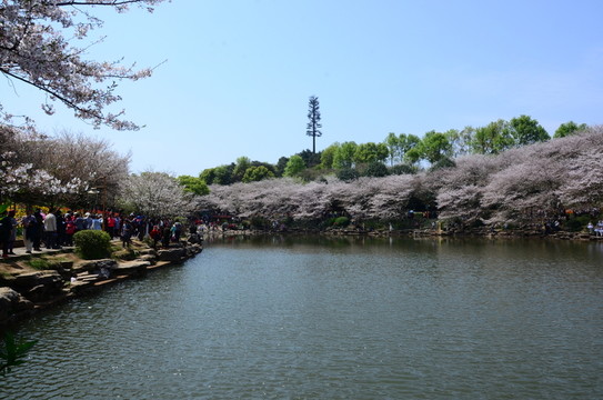 櫻花