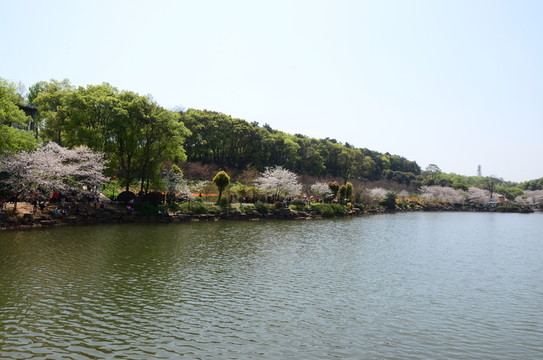 櫻花