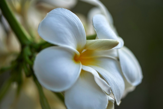 雞蛋花