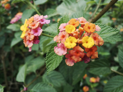 小野花