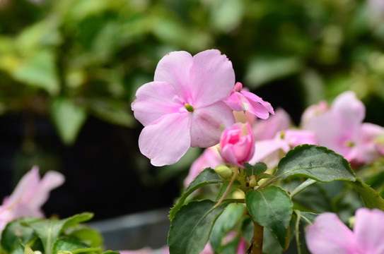 小花