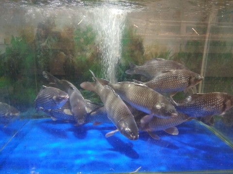 鯽魚 魚