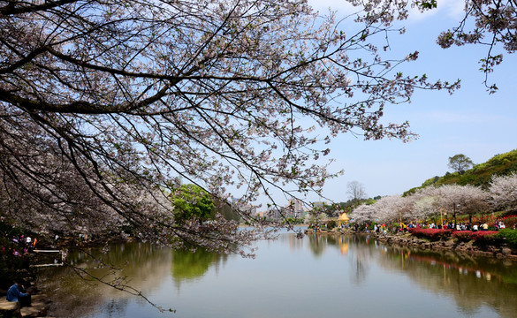 櫻花