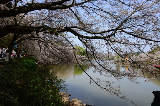 櫻花