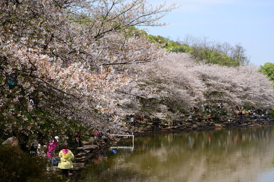 櫻花