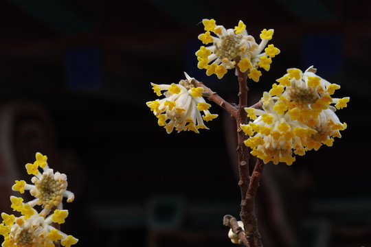 結(jié)香花