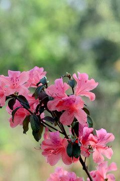 杜鵑