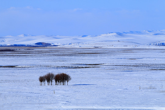 雪野樹林