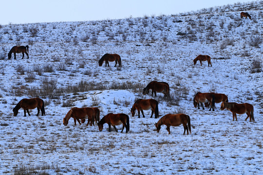 高原冰雪牧場馬群