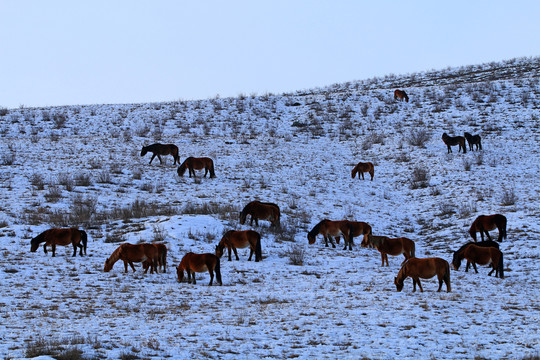 高原冰雪牧場馬群