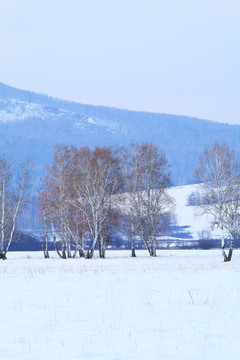 雪原白樺林