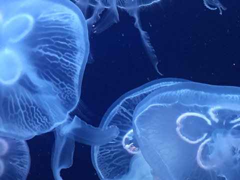水母紋理