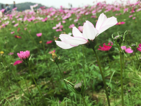 一朵白色的格桑花