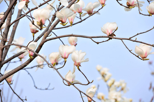 玉蘭花開  廣玉蘭