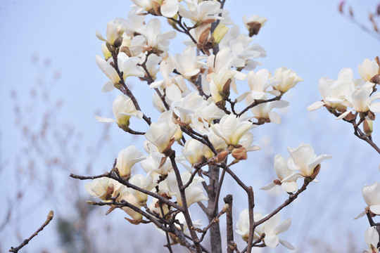 玉蘭花  白色玉蘭花