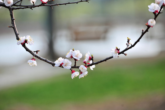一支花