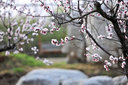 杏花 杏園