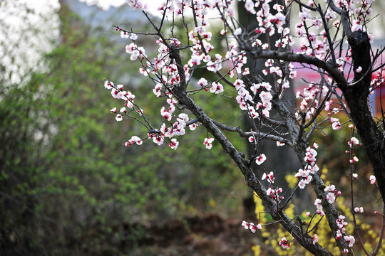 一樹(shù)紅花  花朵