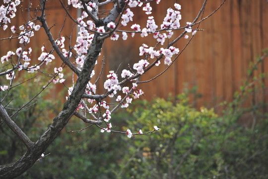 杏樹開花